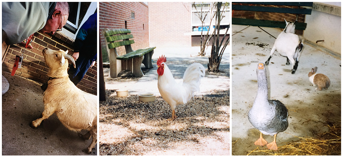 Three photographs showing animals in Cameron’s courtyard. On the left is a photo of Principal Towery with a goat. In the center is a picture of a rooster. On the right is a picture of a goose, a goat, and a rabbit.